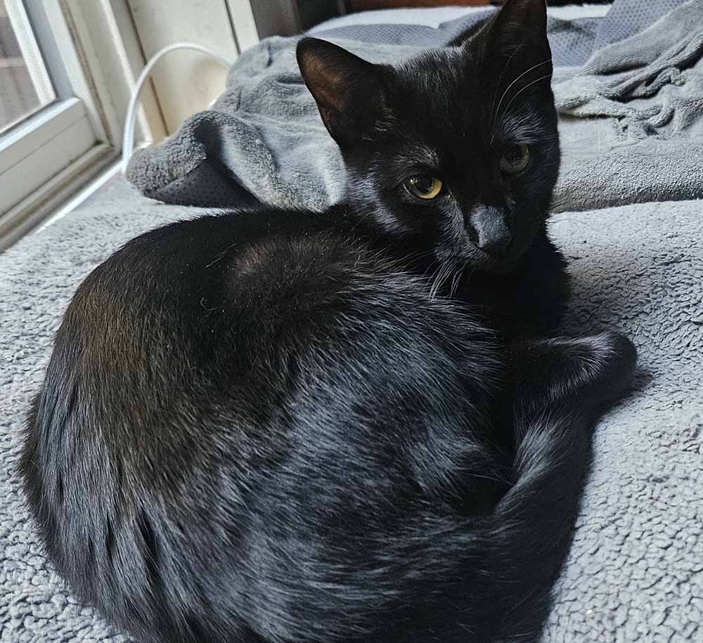 Jasper Jasper